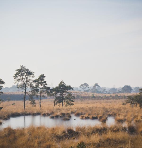 Kalmthoutse Heide
